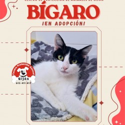 BÍGARO