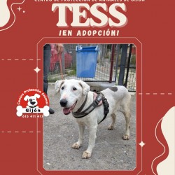 TESS