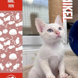 MIKEL