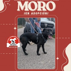 MORO