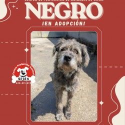 NEGRO