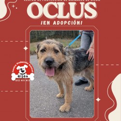 OCLUS
