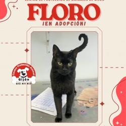 FLORO