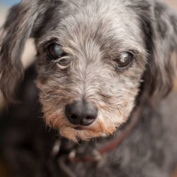 BLACKY