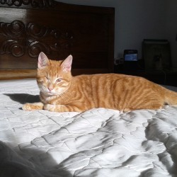 ASLAN