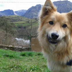 Tico