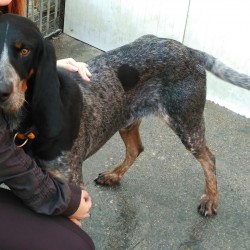 Dogi