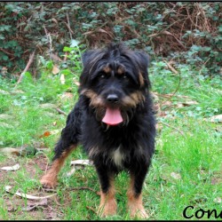 Conde