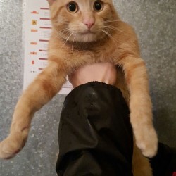 Mandarino