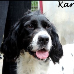Kare