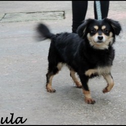 Lula