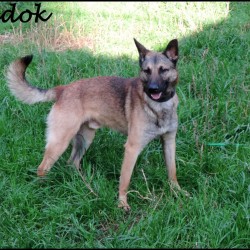 Badok