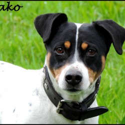 Yako