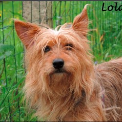 Lola