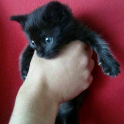 Neko