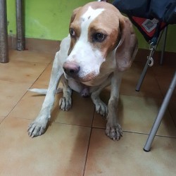 Noa