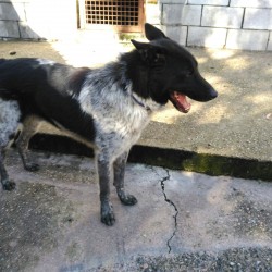 Kody
