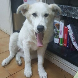 Nevo