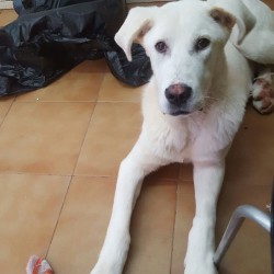 Pipo