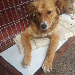 Kuzko