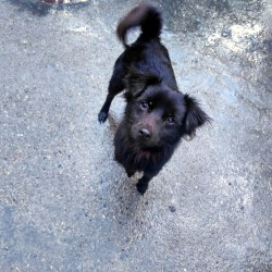 Rolo