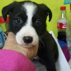 Bolita