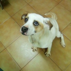 Piraña