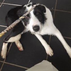Kovu