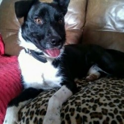 Otto