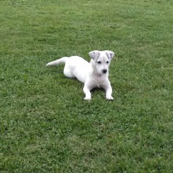 idefix