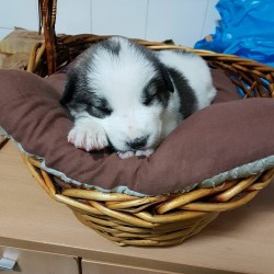 panda