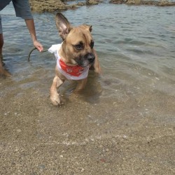ringo