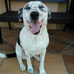 DAMA