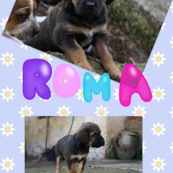 roma