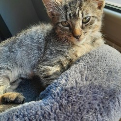 Greta
