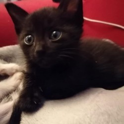 Chita