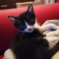 Tarzan