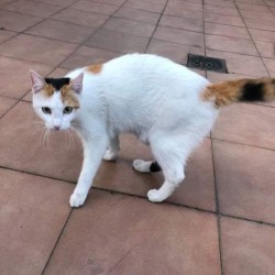 Panela