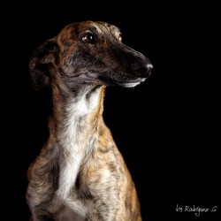 Romeo