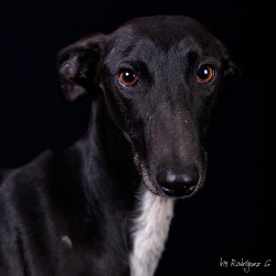 Federico