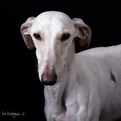 Gina