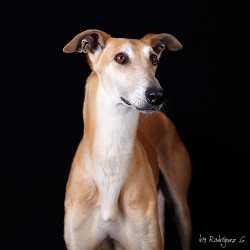 Ulises