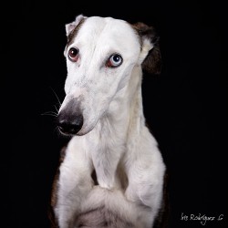 Bowie