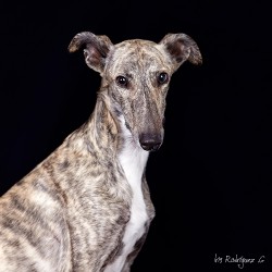 Diego