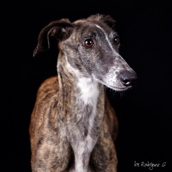 Maya