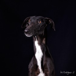 Leonor