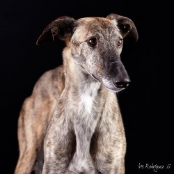Simon