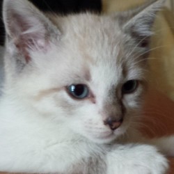 Gizmo