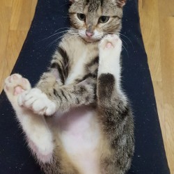 Koa