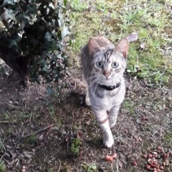 Juliet